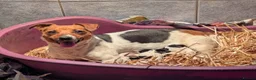 Jack Russell dogs for sale: Jack Russell puppies - Advert 7