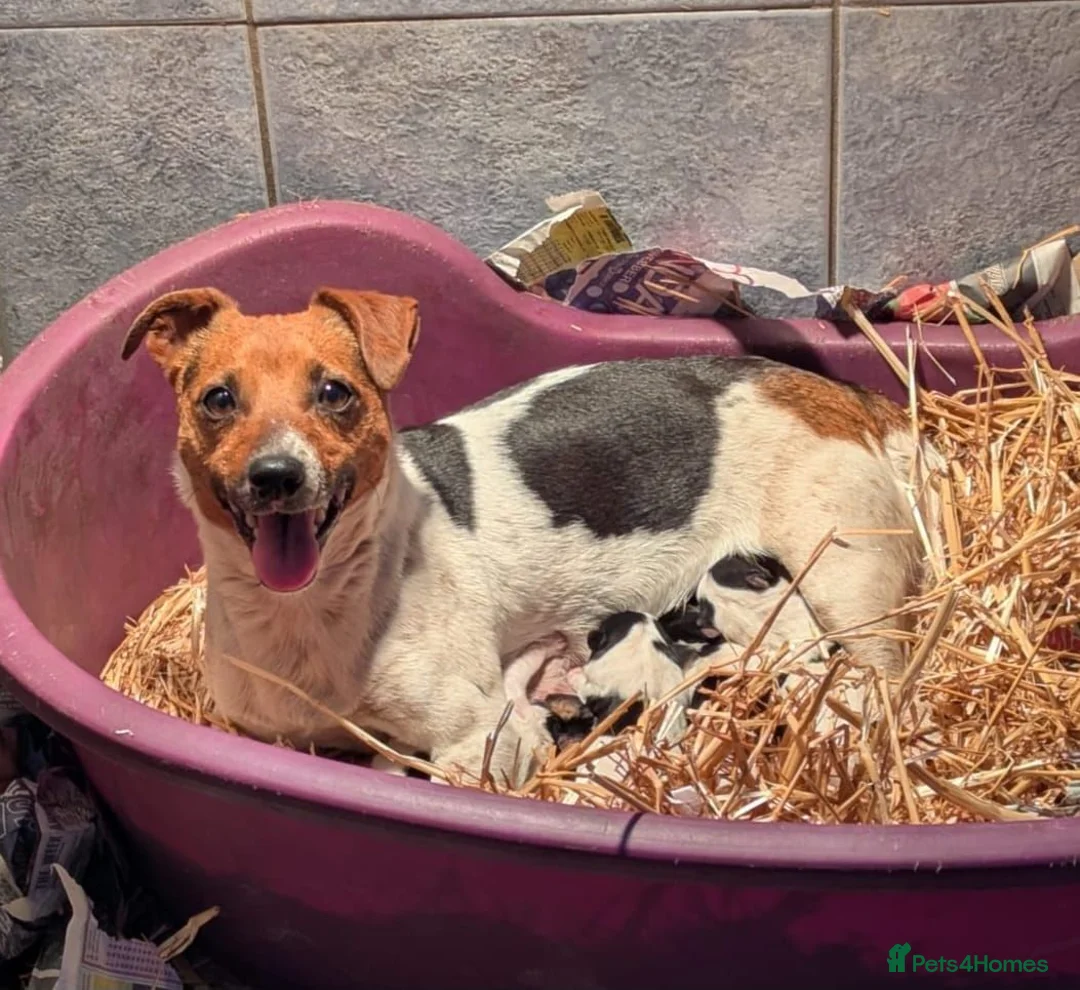 Jack Russell dogs for sale: Jack Russell puppies - Advert 7