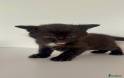Mixed Breed cats for sale: Black Kitten Ragdoll x British Longhair Mix - Image 9