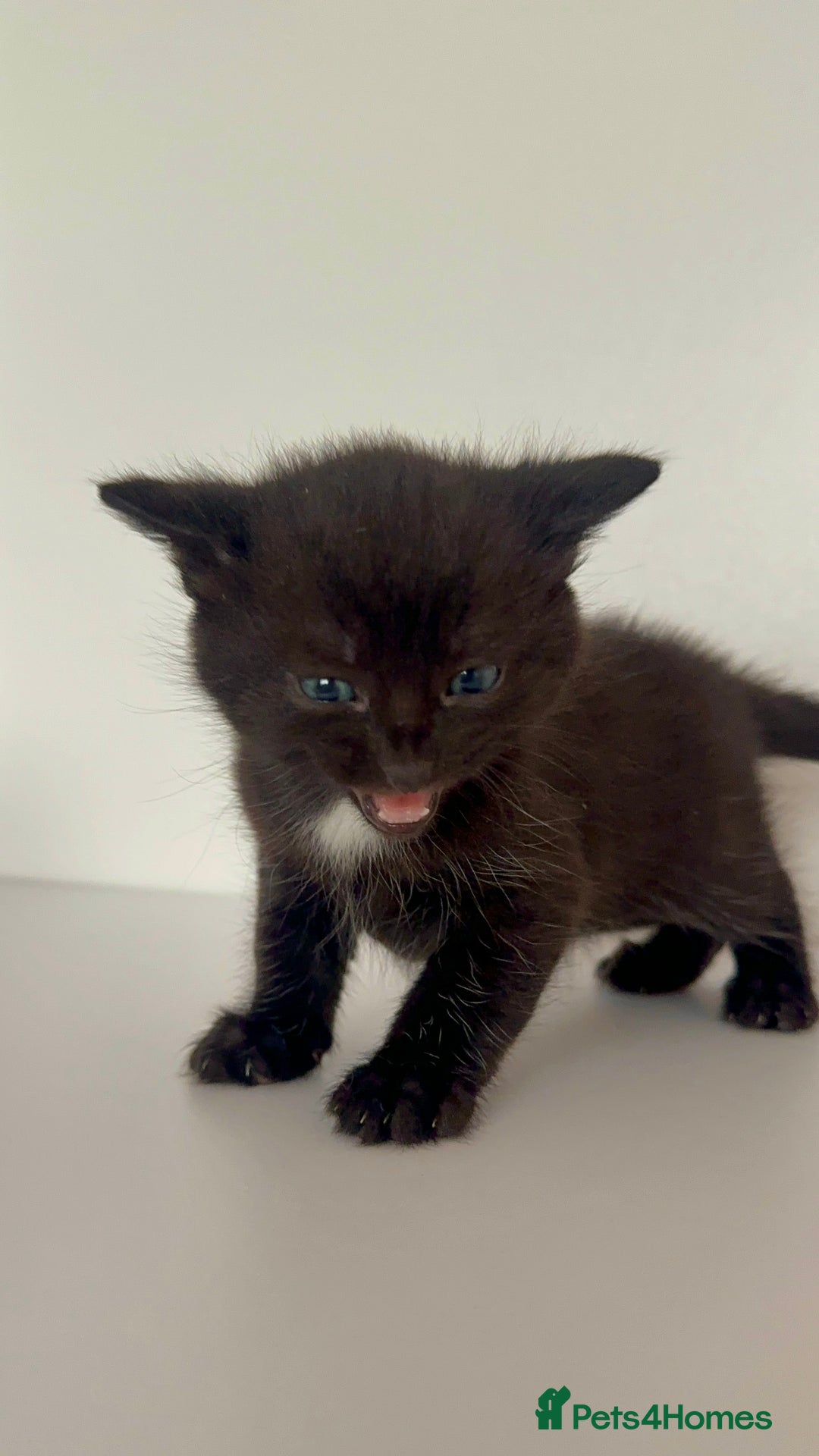 Mixed Breed cats for sale: Black Kitten Ragdoll x British Longhair Mix - Image 9