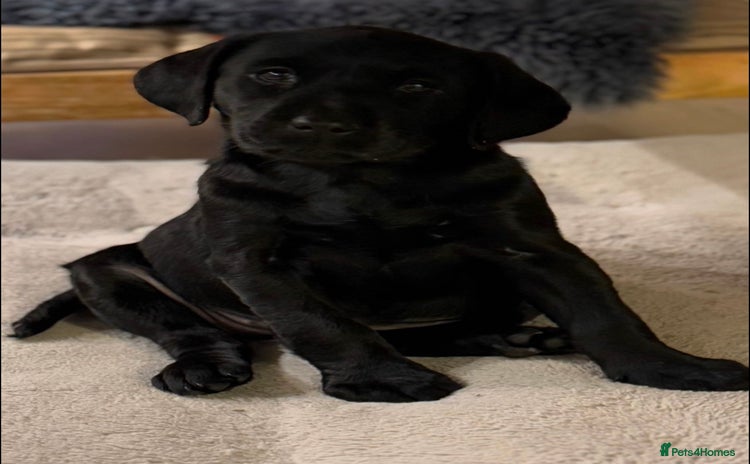 Labrador Retriever dogs - Advert 4