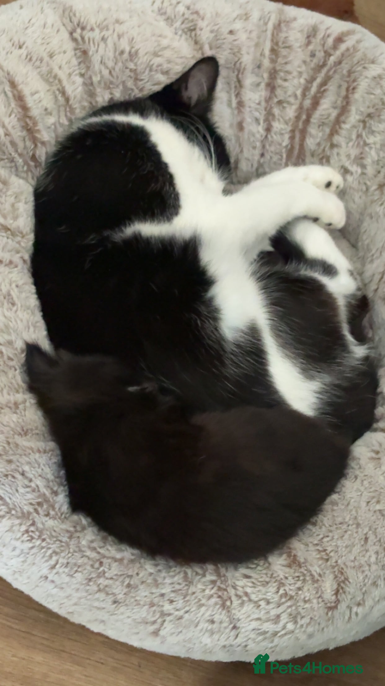 Mixed Breed cats singular black kitten  - Advert 1