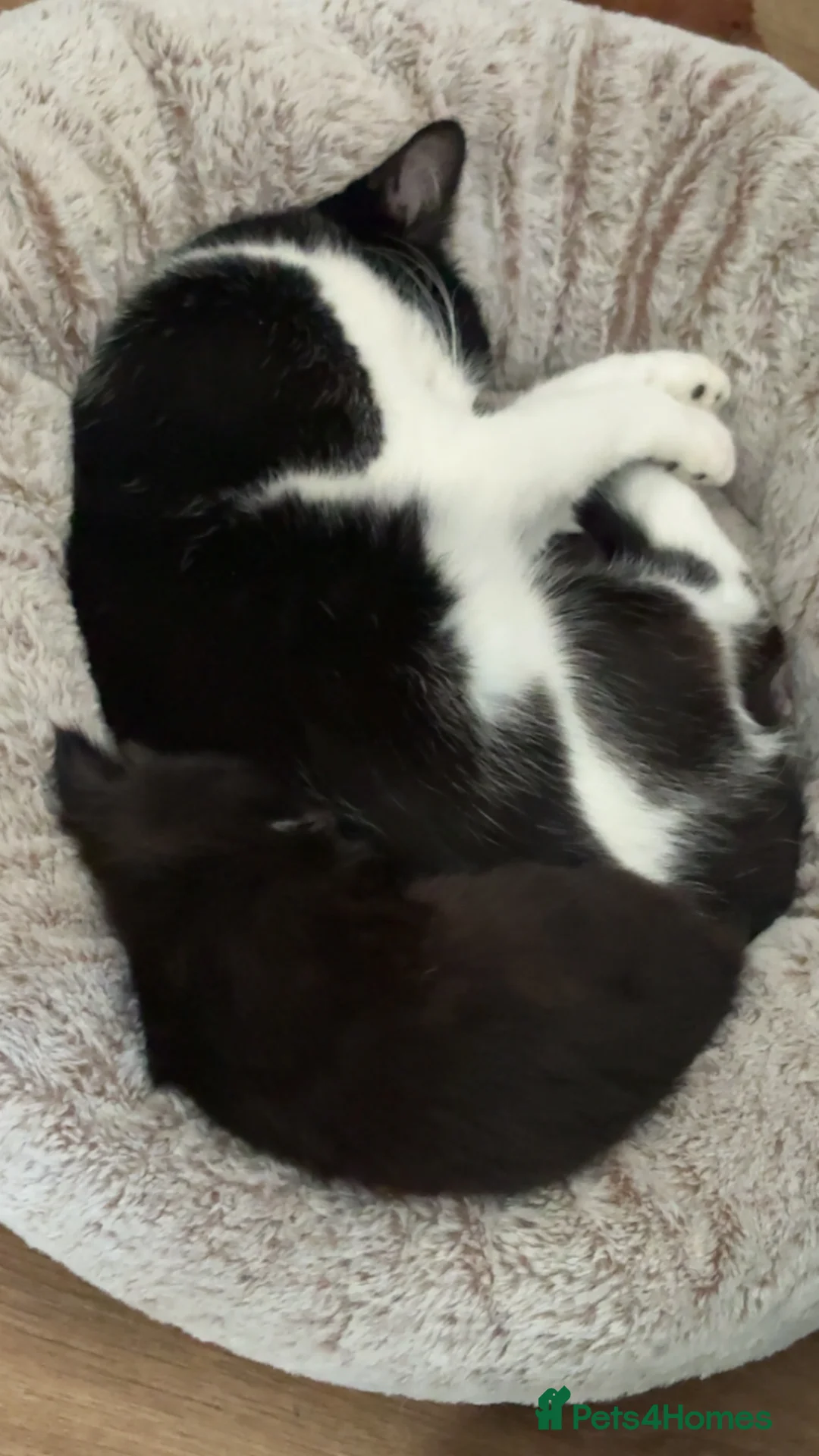 Mixed Breed cats for sale: singular black kitten  in Stockport - Advert 1