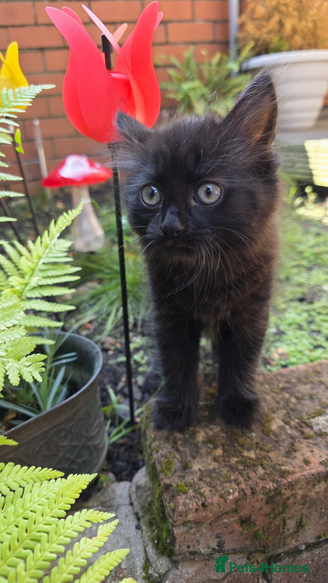 Turkish Angora cats for sale: Turkish Angora Kittens – Playful Boy & Girl - Image 6
