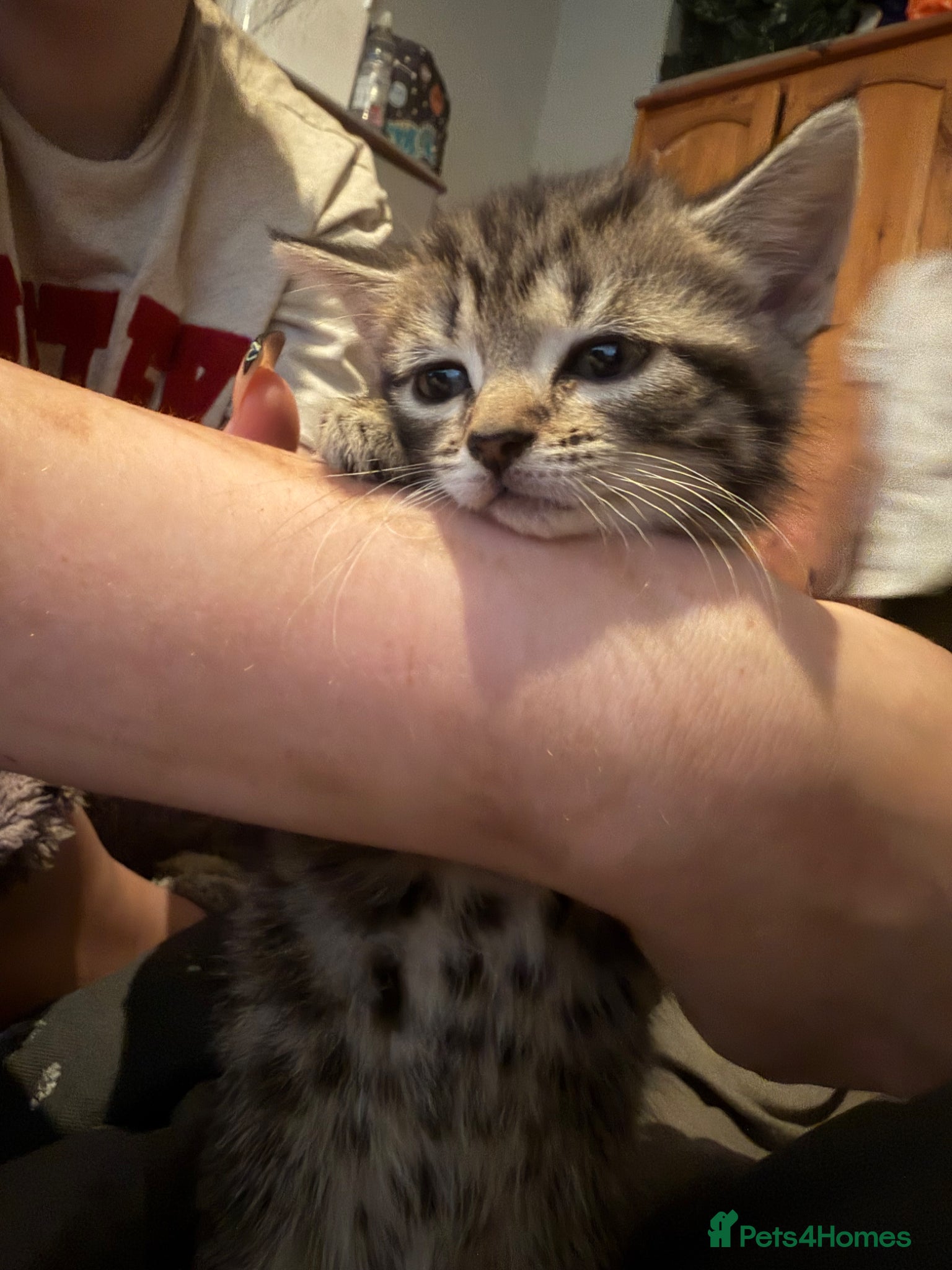 Mixed Breed cats for sale: Two tabby female kittens - Advert 11