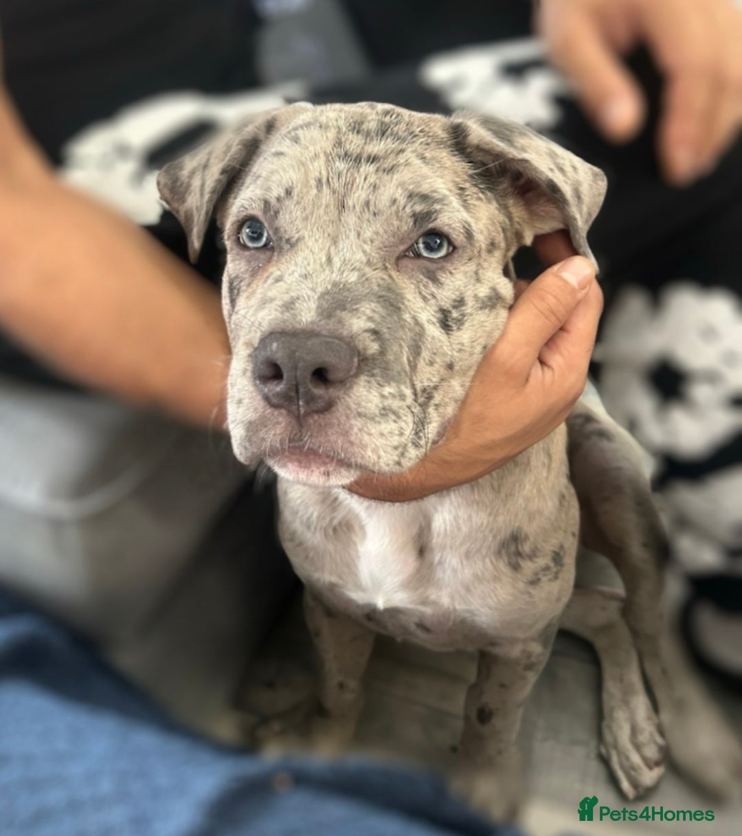 Mixed Breed dogs for sale: American bully / cane Corso puppy for sale - Image 2