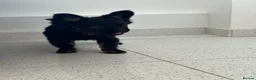 French Bulldog dogs for sale: Furbabys  - Advert 10