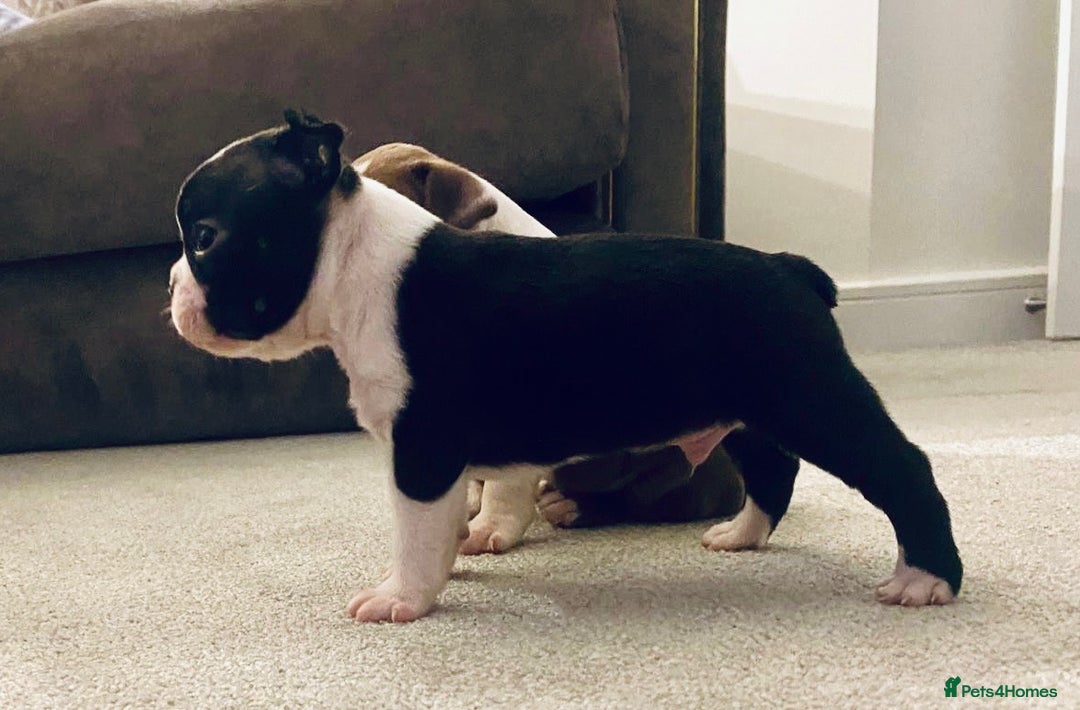 Boston Terrier dogs for sale: Beautiful Chunky KC Boston Terrier Puppies - Image 8