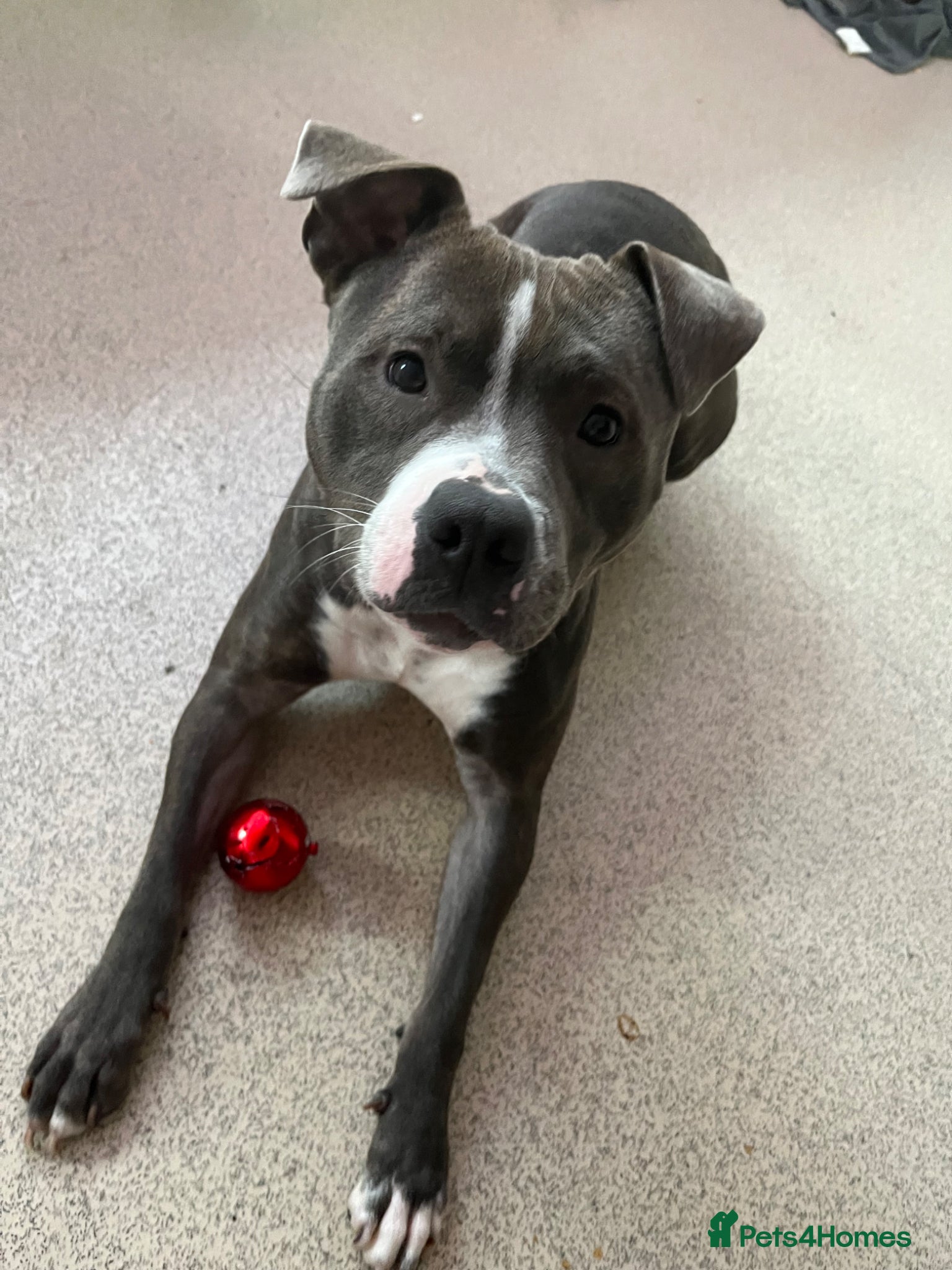 Staffordshire Bull Terrier dogs Darla  - Advert 15