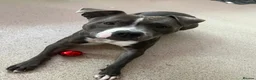 Staffordshire Bull Terrier dogs for sale: Darla  in Skelmersdale - Advert 1