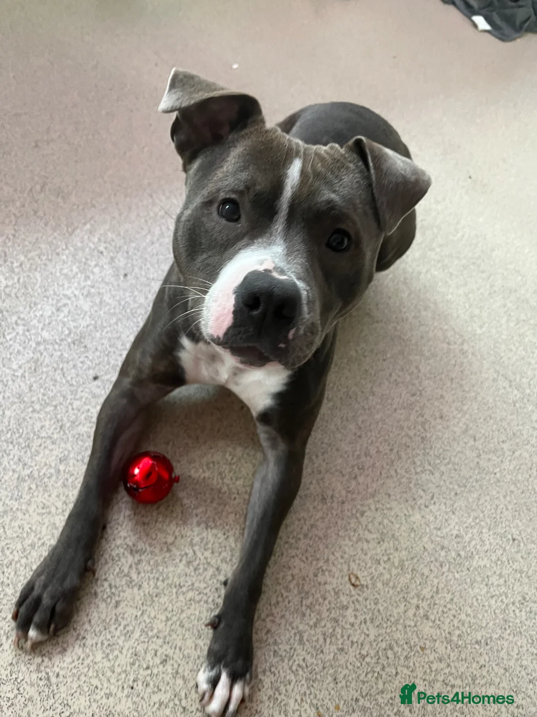 Staffordshire Bull Terrier dogs for sale: Darla  in Skelmersdale - Advert 1