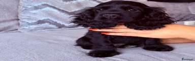 Cocker Spaniel 1
