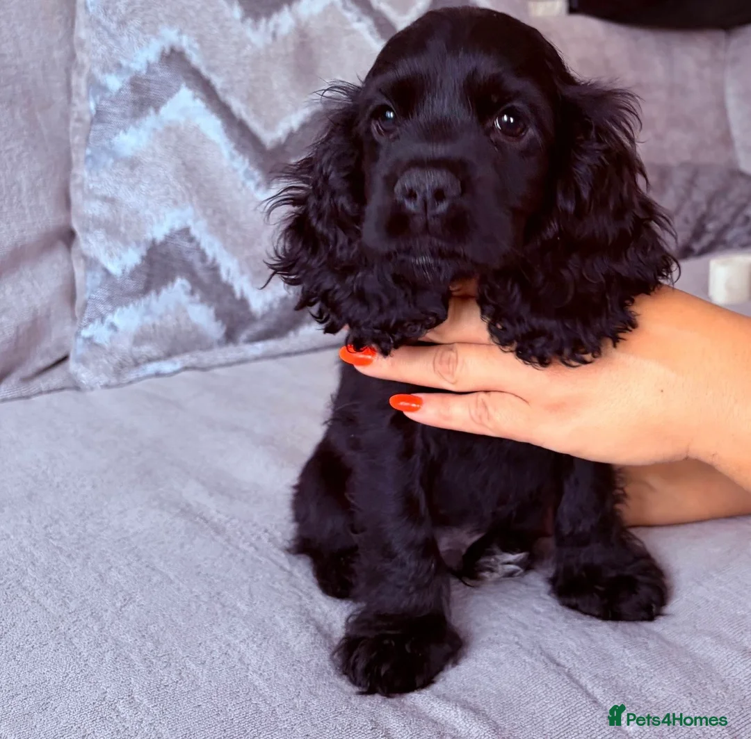 Cocker Spaniel dogs for sale: Beautiful cocker spaniel puppies look new home  - Advert 2