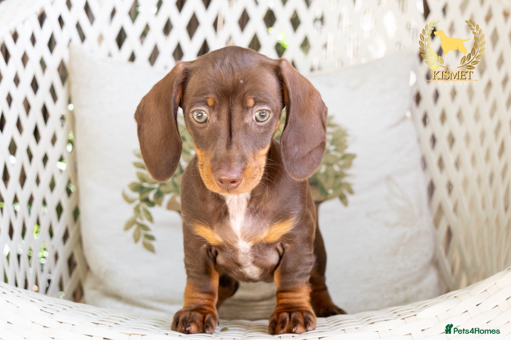 Miniature Dachshund dogs REDUCED STUNNING MINIATURE DACHSHUNDS - Advert 3