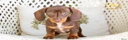 Miniature Dachshund dogs for sale: REDUCED STUNNING MINIATURE DACHSHUNDS - Advert 3