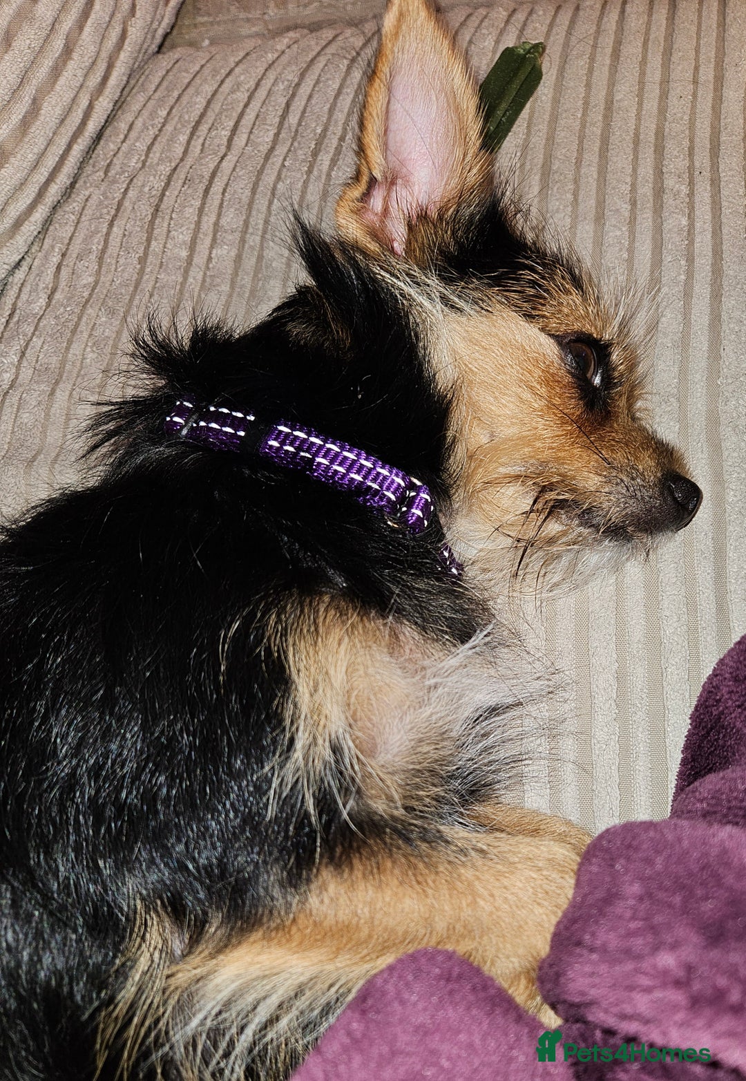Chorkie dogs for sale: Tammy - Advert 3