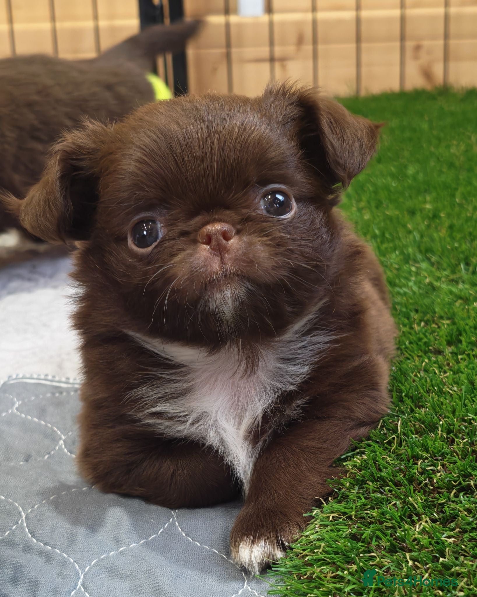 Chihuahua dogs KC REG THAI X RUSSIAN LINES NOW ARRIVED  - Advert 2