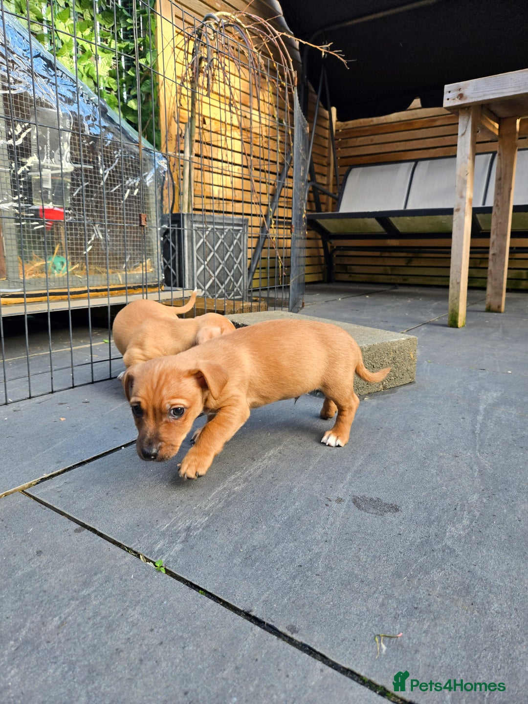 Jack Russell dogs for sale: Jack Russell puppies  - Advert 10