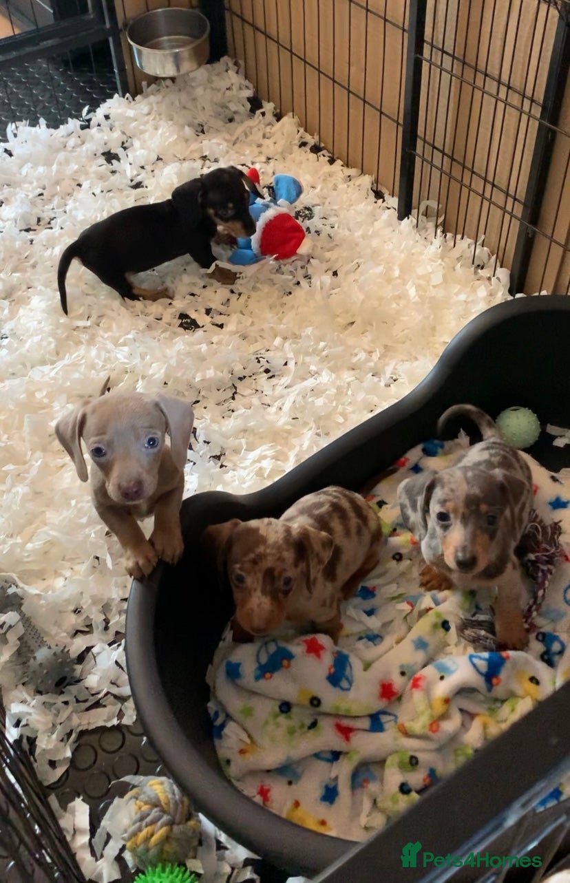 Miniature Dachshund dogs Ready now! Beautiful tiny miniature dachshunds - Advert 7