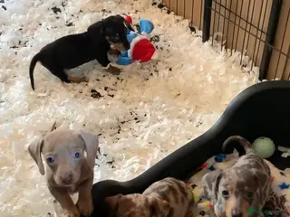 Miniature Dachshund dogs Ready now! Beautiful tiny miniature dachshunds - Advert 5