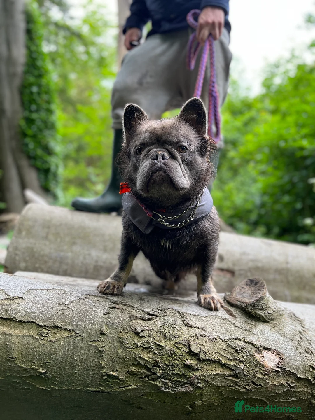 French Bulldog dogs for stud: 🧸🧸Full fluffy French bulldog🧸🧸 in Margate - Advert 4