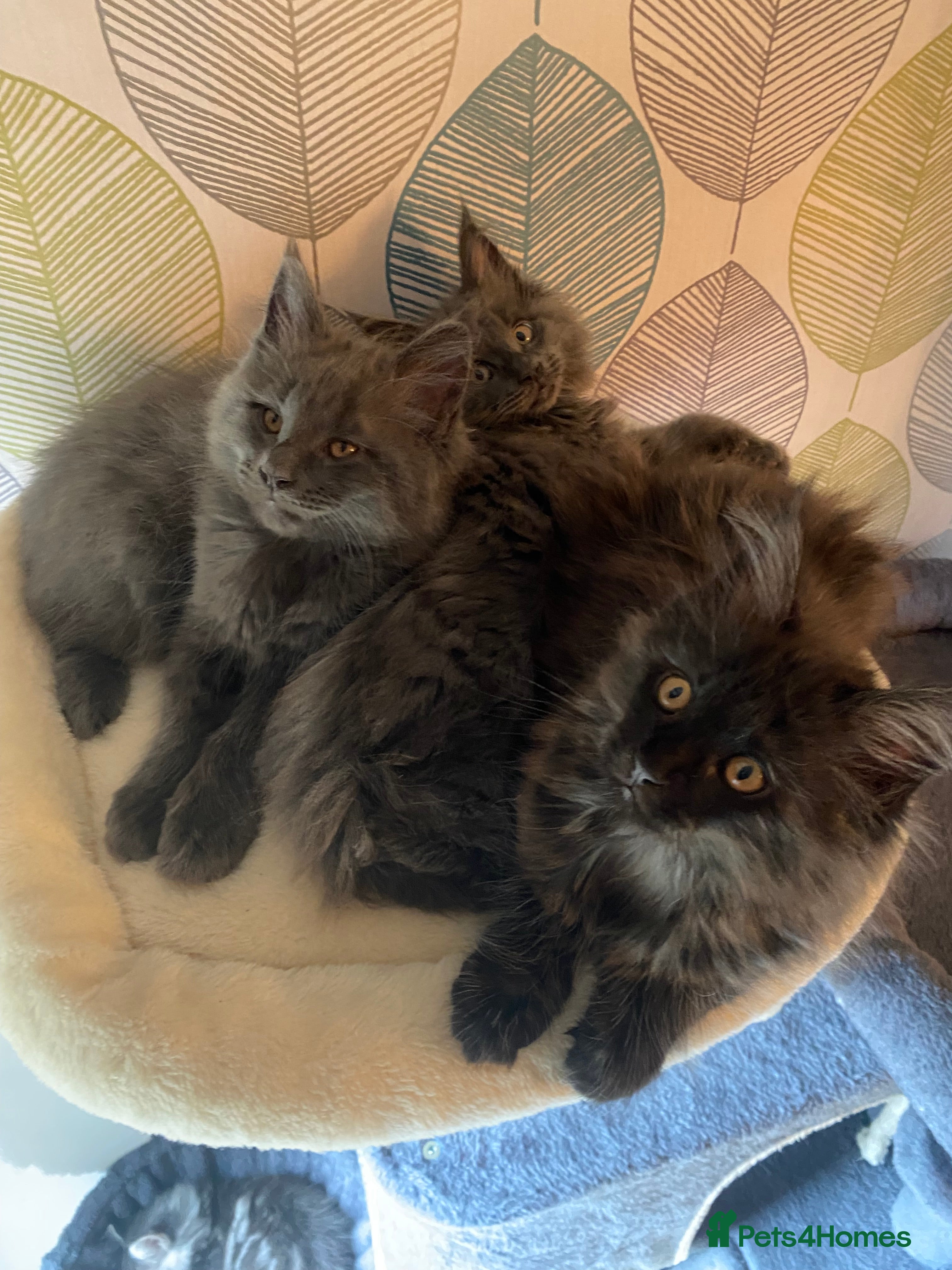 Maine Coon cats Stunning Tica registered blue boys available  - Advert 1