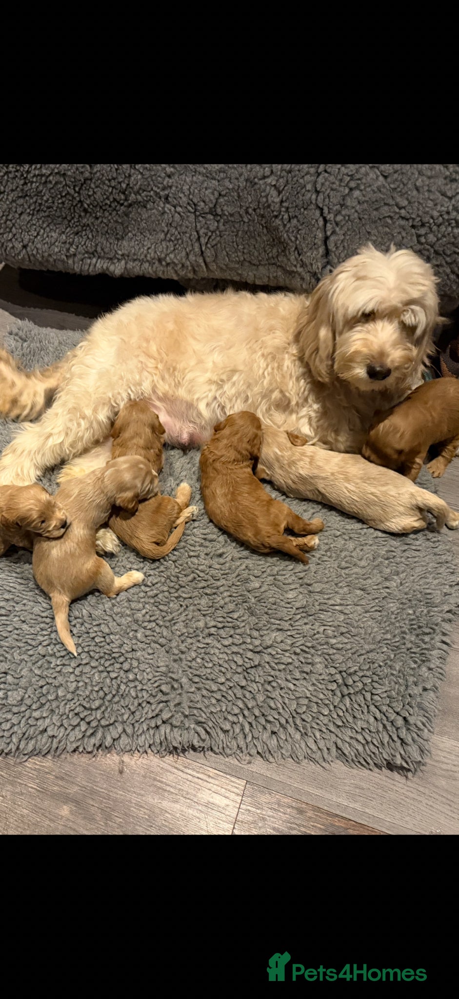 Cockapoo dogs Cockapoo Puppies Both parents Heath Tested CLEAR - Advert 1