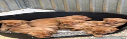 Labrador Retriever dogs for sale: Fox red Labradors  in Sheffield - Advert 8