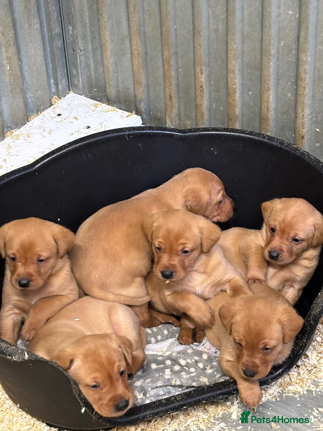 Labrador Retriever dogs for sale: Fox red Labradors  in Sheffield - Advert 8