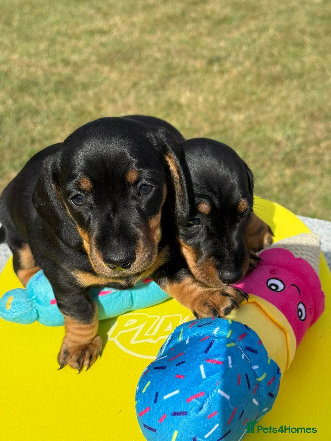 Miniature Dachshund dogs for sale: Miniature daschund puppies - Image 16