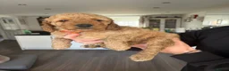 Mixed Breed dogs for sale: ONLY 2 LEFT Double Doodle Puppies (Cockadoodles) - Advert 2