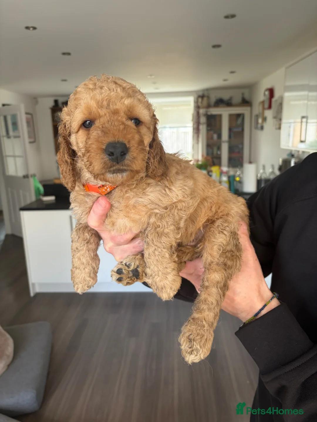 Mixed Breed dogs for sale: ONLY 2 LEFT Double Doodle Puppies (Cockadoodles) - Advert 2