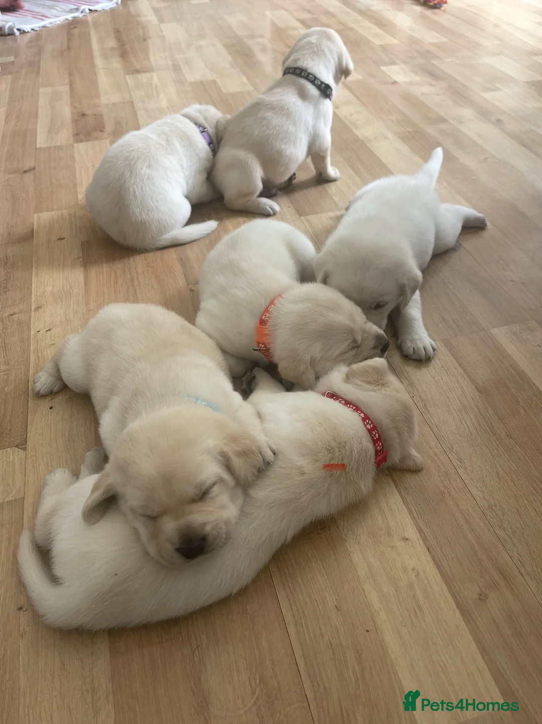 Labrador Retriever dogs for stud: Fantastic KC registered Labrador for stud - Advert 9