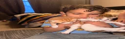 Mixed Breed cats for sale: Coniston Rd N17 0EX - Advert 1