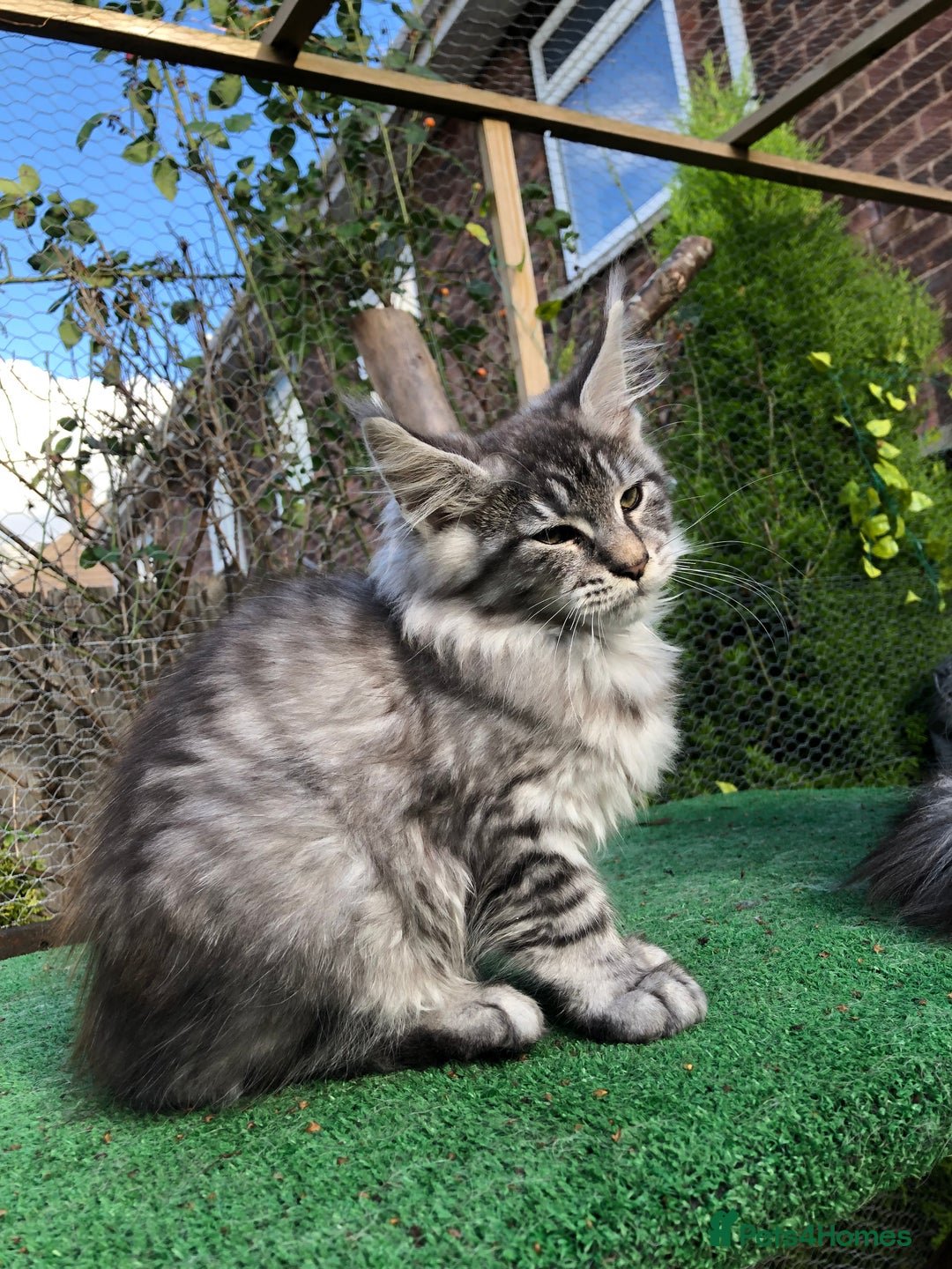 Maine Coon cats for sale: Maincoon boys ready now 1 left - Image 2