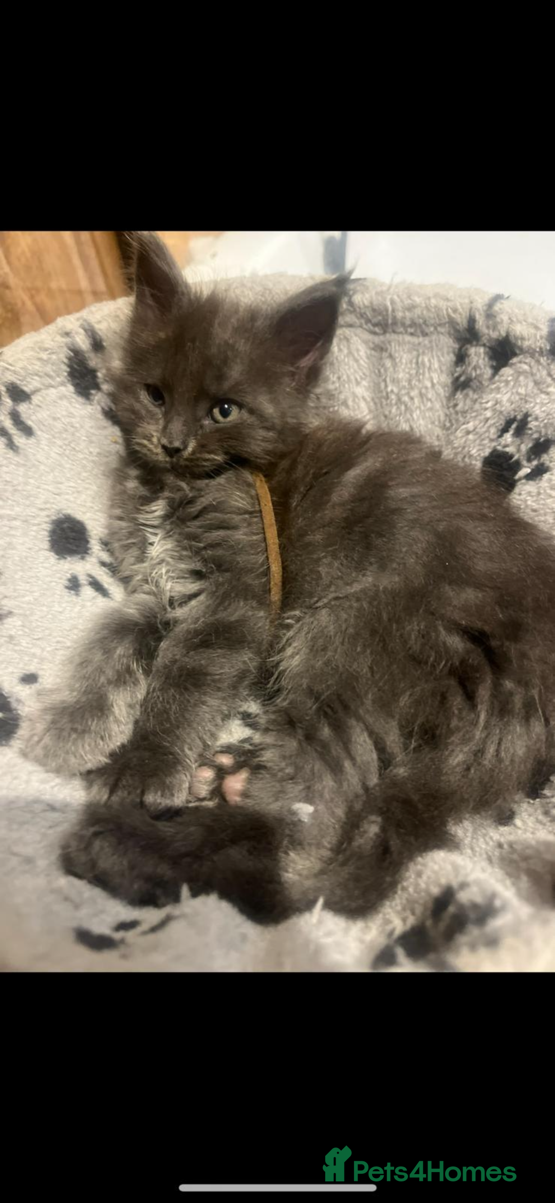 Maine Coon cats for sale: Beautiful Mainecoons blue smoke and black smoke  - Advert 9