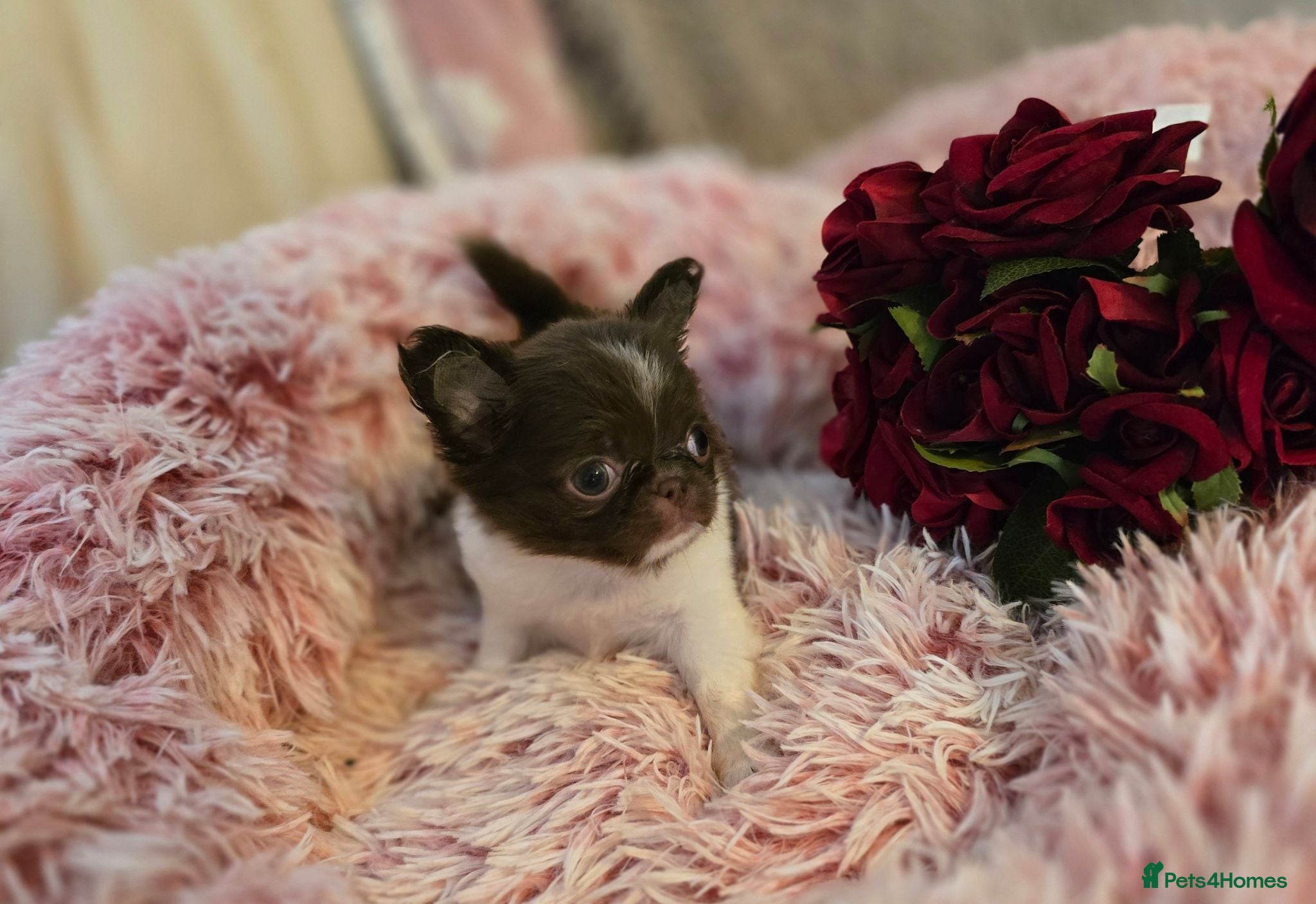 Chihuahua dogs XX quality chihuahua chocolate longcoat puppies XX - Advert 1