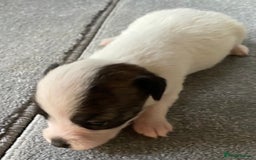 Jack Russell dogs for sale: 6 Jack Russell Puppies  - Advert 17