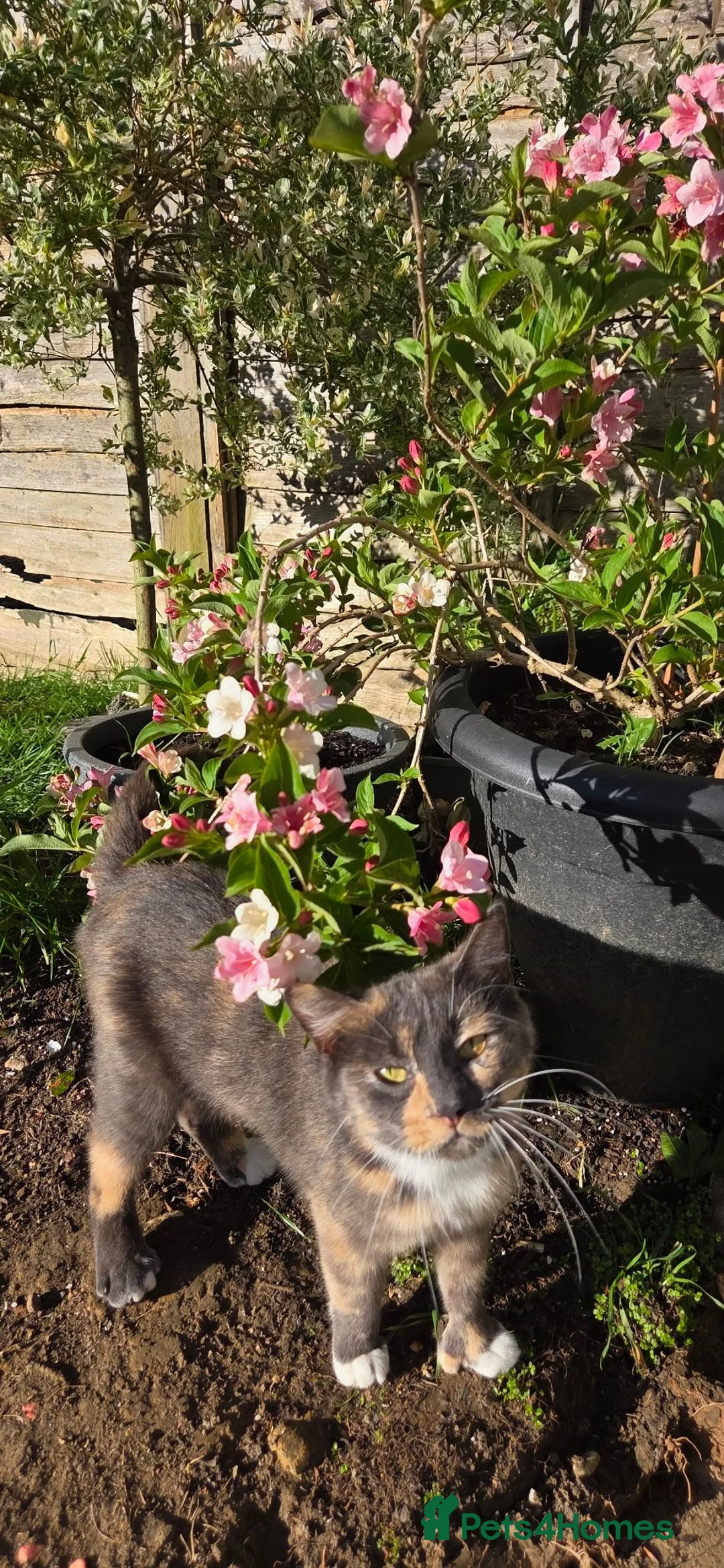 British Shorthair cats for sale: MIXED British Shorthair - Advert 2