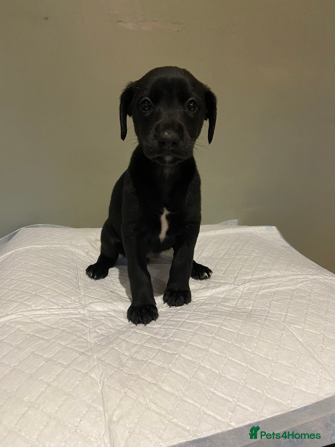 Mixed Breed dogs for sale: Bedlington x whippet  - Image 5