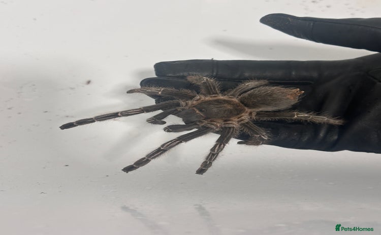 Tarantulas invertebrates - Advert 10