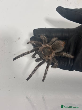 Tarantulas invertebrates - Advert 20