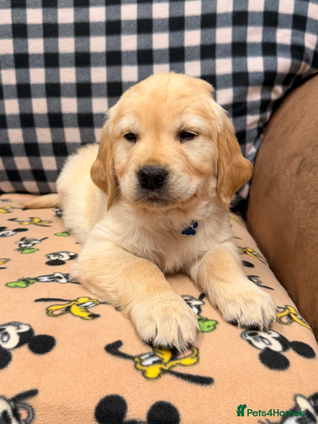 Golden Retriever dogs for sale: 🐶Fluffy bears looking for forever home💕💕 ! - Advert 16