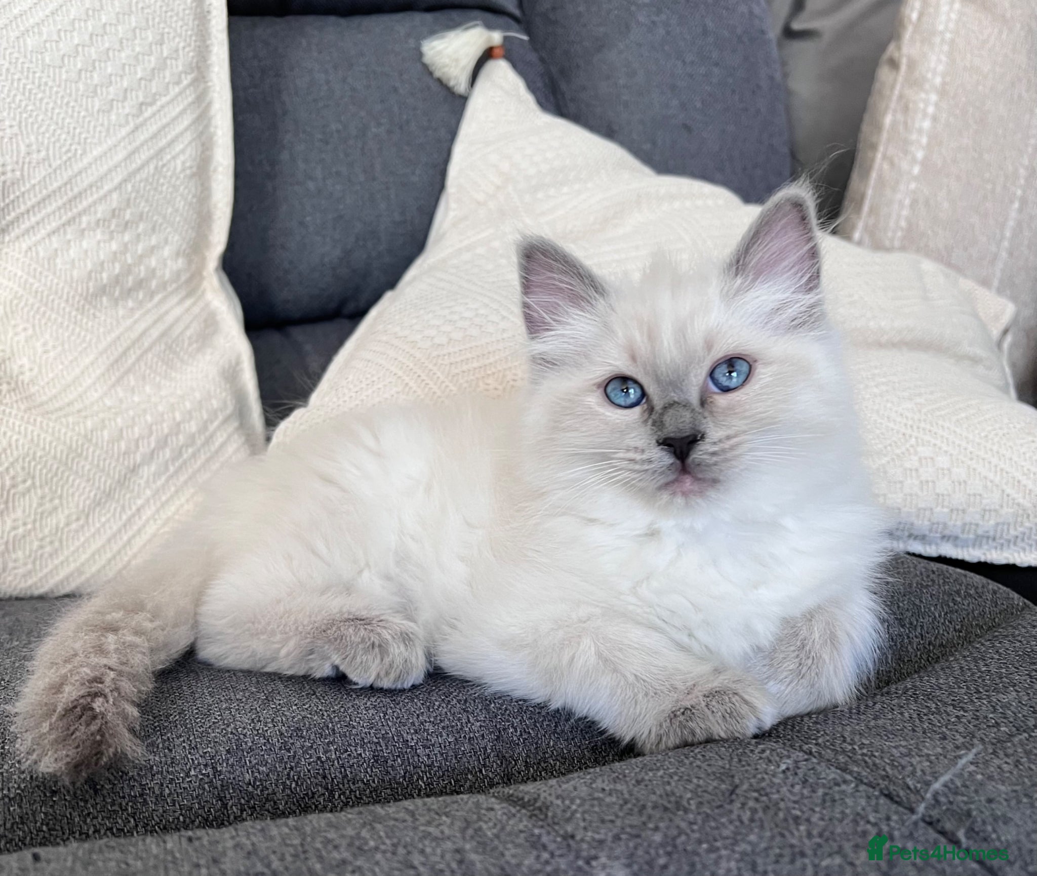 Ragdoll cats Blue colourpoint fluffy ragdoll GIRL 🩵 Ready now - Advert 3