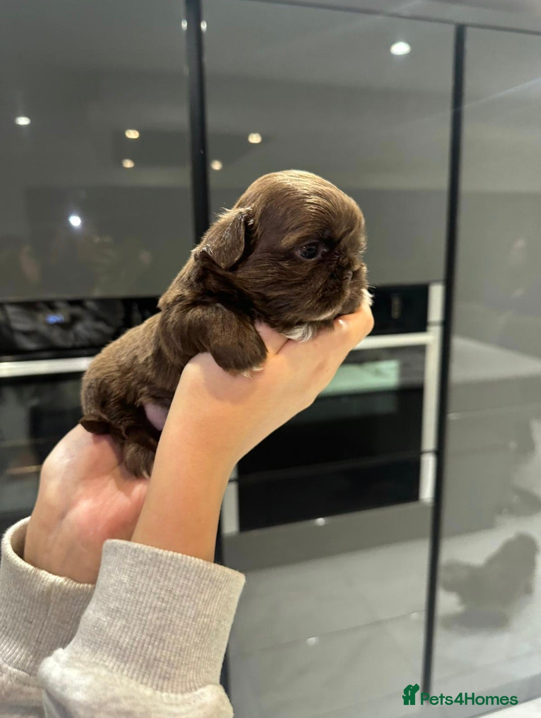 Shih Tzu dogs for sale: kC Imperial Shih tzu Ready now only 1 girl left  - Advert 35