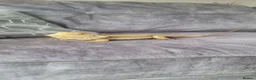 Bearded Dragon reptiles for sale: Bearded dragon for sale  in Manchester - Advert 8