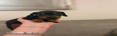 Dachshund 3