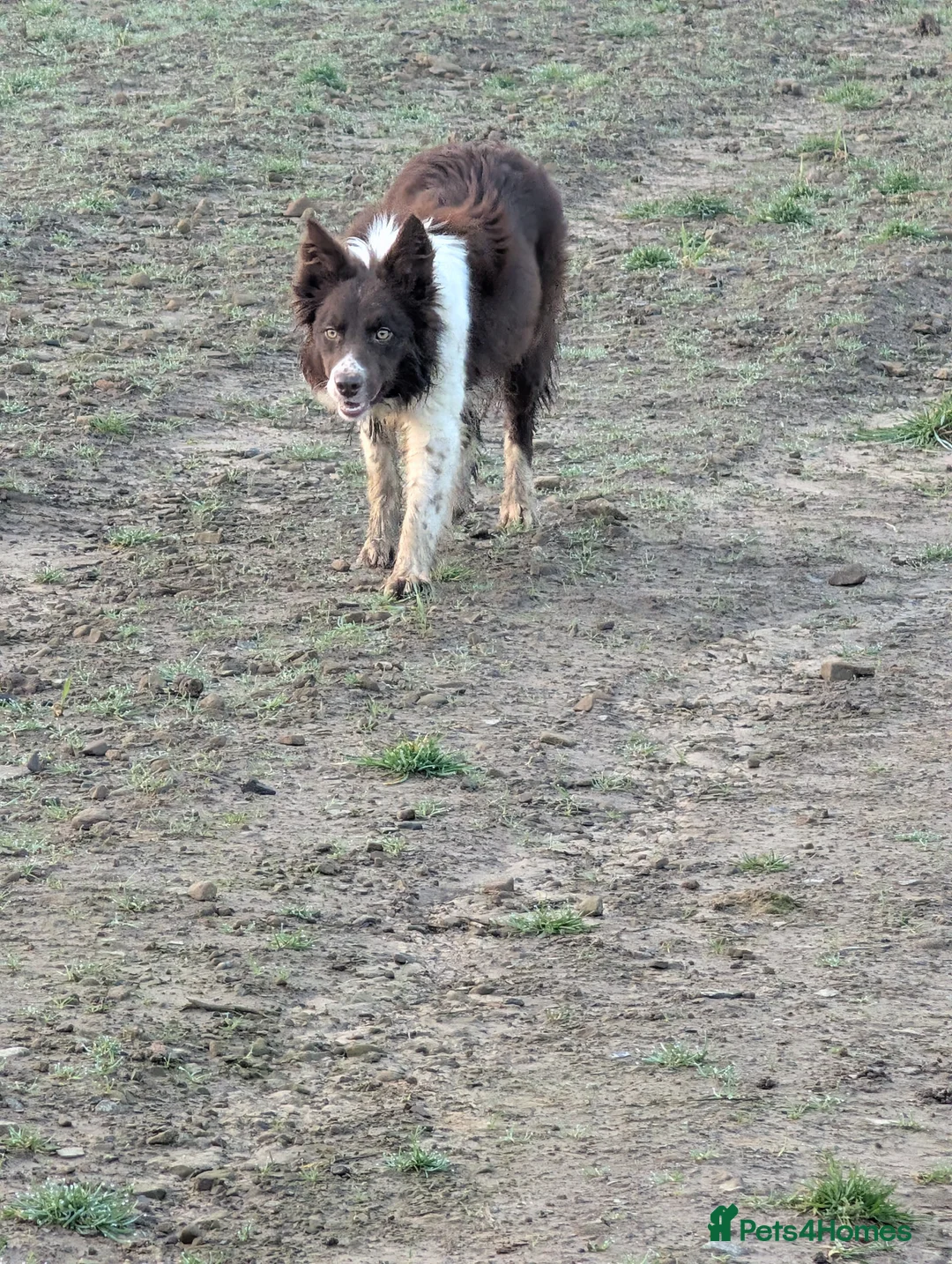 Border Collie dogs for sale: Inka long coated red and white isds registered  - Advert 5