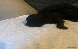 Miniature Poodle dogs for sale: Miniature poodles  - Advert 1