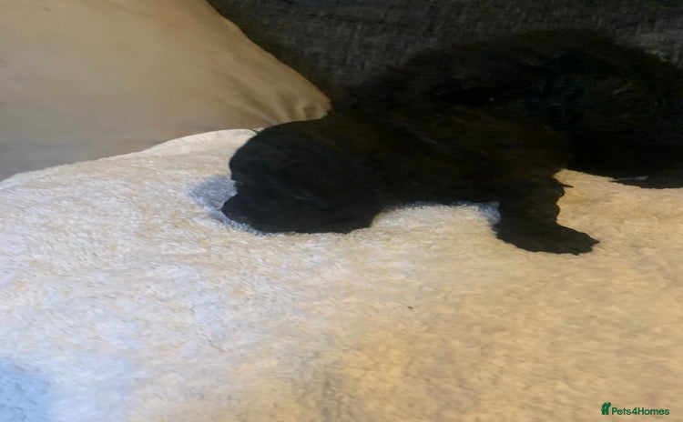 Miniature Poodle dogs Miniature poodles  - Advert 3